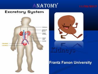 KidneysKidneys
Frantz Fanon University
11/09/2017ANATOMY
 