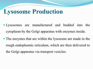 Lysosome Production
 Lysosomes are manufactured and budded into the
cytoplasm by the Golgi apparatus with enzymes inside.
 The enzymes that are within the lysosome are made in the
rough endoplasmic reticulum, which are then delivered to
the Golgi apparatus via transport vesicles.
 