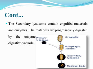 Cont...
 The Secondary lysosome contain engulfed materials
and enzymes. The materials are progressively digested
by the enzymes. So it is also called as
digestive vacuole.
 