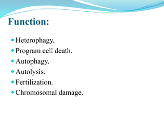 Function:
 Heterophagy.
 Program cell death.
 Autophagy.
 Autolysis.
 Fertilization.
 Chromosomal damage.
 