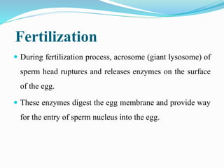 Fertilization
 During fertilization process, acrosome (giant lysosome) of
sperm head ruptures and releases enzymes on the surface
of the egg.
 These enzymes digest the egg membrane and provide way
for the entry of sperm nucleus into the egg.
 