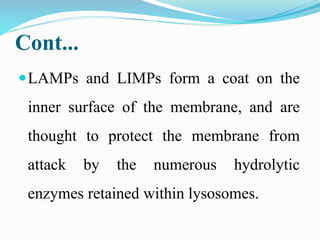 Cont...
LAMPs and LIMPs form a coat on the
inner surface of the membrane, and are
thought to protect the membrane from
attack by the numerous hydrolytic
enzymes retained within lysosomes.
 