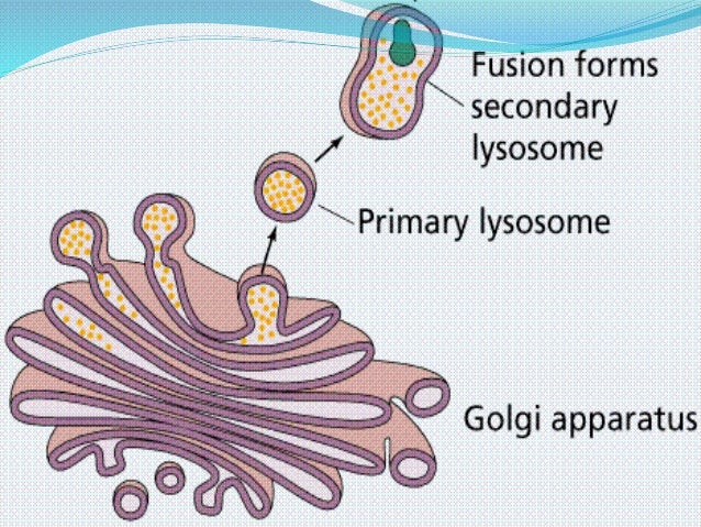what is the function of golgi vesicles
