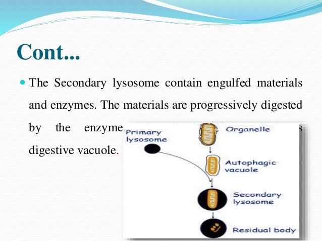Lysosome
