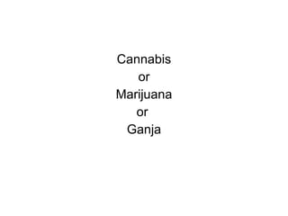 Cannabis or Marijuana or  Ganja 