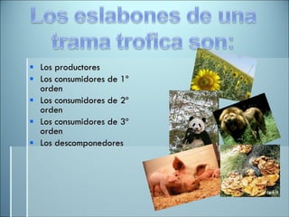 Los productores Los consumidores de 1º orden  Los consumidores de 2º orden Los consumidores de 3º orden Los descomponedores 