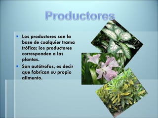 Los productores son la base de cualquier trama trófica; los productores corresponden a las plantas.  Son autótrofos, es decir que fabrican su propio alimento. 