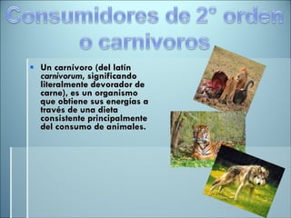 Un carnívoro (del latín  carnivorum , significando literalmente devorador de carne), es un organismo que obtiene sus energías a través de una dieta consistente principalmente del consumo de animales. 