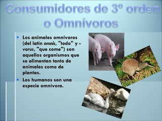 Los animales omnívoros (del latín  omnis , "todo" y - vorus , "que come") son aquellos organismos que se alimentan tanto de animales como de plantas.  Los humanos son una especie omnívora. 