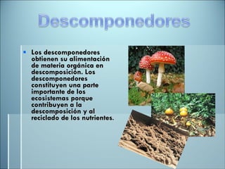 Los descomponedores obtienen su alimentación de materia orgánica en descomposición. Los descomponedores constituyen una parte importante de los ecosistemas porque contribuyen a la descomposición y al reciclado de los nutrientes . 