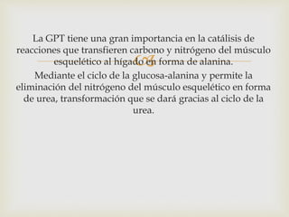 La GPT tiene una gran importancia en la catálisis de 
reacciones que transfieren carbono y nitrógeno del músculo 
 
esquelético al hígado en forma de alanina. 
Mediante el ciclo de la glucosa-alanina y permite la 
eliminación del nitrógeno del músculo esquelético en forma 
de urea, transformación que se dará gracias al ciclo de la 
urea. 
 