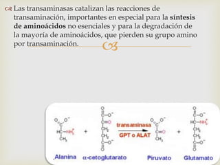  Las transaminasas catalizan las reacciones de 
transaminación, importantes en especial para la síntesis 
de aminoácidos no esenciales y para la degradación de 
la mayoría de aminoácidos, que pierden su grupo amino 
por transaminación. 
 
 