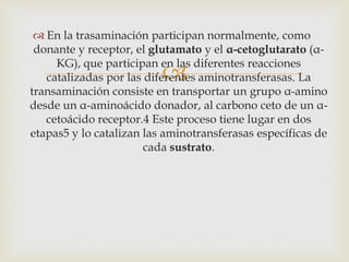  En la trasaminación participan normalmente, como 
donante y receptor, el glutamato y el α-cetoglutarato (α- 
KG), que participan en  
las diferentes reacciones 
catalizadas por las diferentes aminotransferasas. La 
transaminación consiste en transportar un grupo α-amino 
desde un α-aminoácido donador, al carbono ceto de un α- 
cetoácido receptor.4 Este proceso tiene lugar en dos 
etapas5 y lo catalizan las aminotransferasas específicas de 
cada sustrato. 
 
