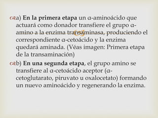 a) En la primera etapa un α-aminoácido que 
actuará como donador transfiere el grupo α- 
amino a la enzima transaminasa,  
produciendo el 
correspondiente α-cetoácido y la enzima 
quedará aminada. (Véas imagen: Primera etapa 
de la transaminación) 
b) En una segunda etapa, el grupo amino se 
transfiere al α-cetoácido aceptor (α- 
cetoglutarato, piruvato u oxalocetato) formando 
un nuevo aminoácido y regenerando la enzima. 
 