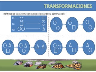 Identifica las transformaciones que se describen a continuación:
T1:
T2:
T3: