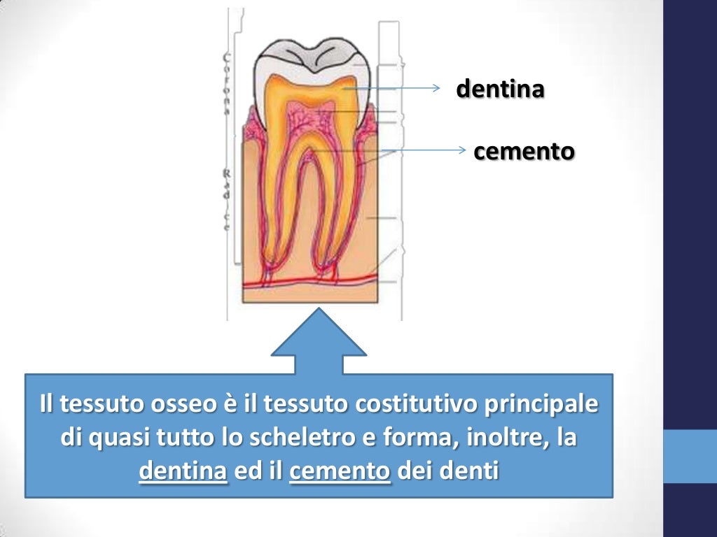 La struttura delle ossa