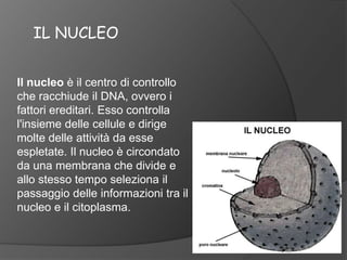 IL NUCLEO Il nucleo è ilcentro di controllo che racchiude il DNA, ovvero i fattori ereditari. Esso controlla l'insieme delle cellule e dirige molte delle attività da esse espletate. Il nucleo è circondato da una membrana che divide e allo stesso tempo seleziona il passaggio delle informazioni tra il nucleo e il citoplasma. 