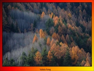 Valais-Fang