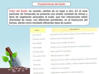 Características del Suelo
Color del Suelo: es variado, cambia de un lugar a otro. En el caso
particular de Venezuela se presenta una amplia variedad de climas y
tipos de vegetación asociados al suelo, que han interactuado sobre
diversidad de rocas, con diferentes pendientes, en el transcurso del
tiempo, dando como resultado diferentes tipos de suelos.
 