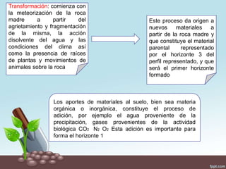 Transformación: comienza con
la meteorización de la roca
madre a partir del
agrietamiento y fragmentación
de la misma, la acción
disolvente del agua y las
condiciones del clima así
como la presencia de raíces
de plantas y movimientos de
animales sobre la roca
Este proceso da origen a
nuevos materiales a
partir de la roca madre y
que constituye el material
parental representado
por el horizonte 3 del
perfil representado, y que
será el primer horizonte
formado
Los aportes de materiales al suelo, bien sea materia
orgánica o inorgánica, constituye el proceso de
adición, por ejemplo el agua proveniente de la
precipitación, gases provenientes de la actividad
biológica CO2 N2 O2 Esta adición es importante para
forma el horizonte 1
 