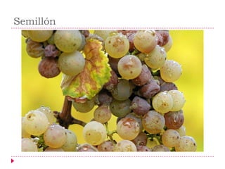 Semillón
 