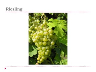 Riesling
 