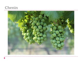 Chenin
 