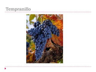Tempranillo
 