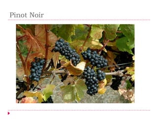 Pinot Noir
 