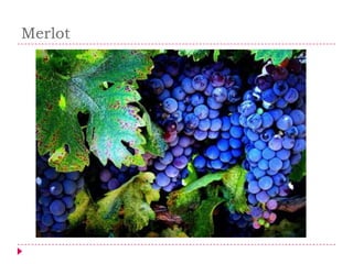 Merlot
 