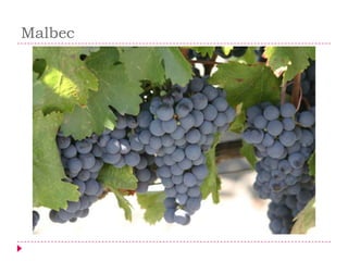 Malbec
 
