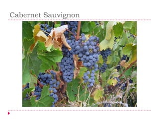 Cabernet Sauvignon
 