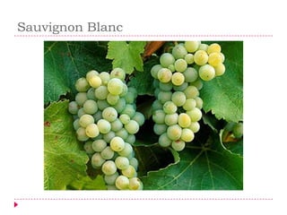 Sauvignon Blanc
 