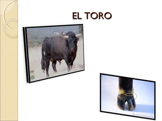EL TORO
 