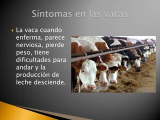    La vaca cuando
    enferma, parece
    nerviosa, pierde
    peso, tiene
    dificultades para
    andar y la
    producción de
    leche desciende.
 