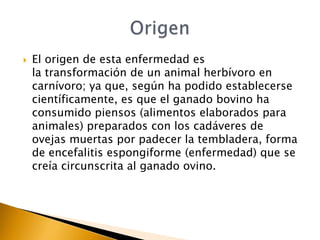    El origen de esta enfermedad es
    la transformación de un animal herbívoro en
    carnívoro; ya que, según ha podido establecerse
    científicamente, es que el ganado bovino ha
    consumido piensos (alimentos elaborados para
    animales) preparados con los cadáveres de
    ovejas muertas por padecer la tembladera, forma
    de encefalitis espongiforme (enfermedad) que se
    creía circunscrita al ganado ovino.
 