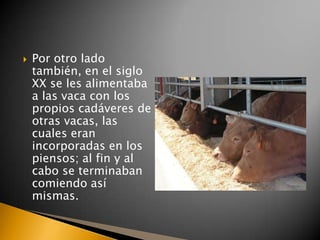    Por otro lado
    también, en el siglo
    XX se les alimentaba
    a las vaca con los
    propios cadáveres de
    otras vacas, las
    cuales eran
    incorporadas en los
    piensos; al fin y al
    cabo se terminaban
    comiendo así
    mismas.
 