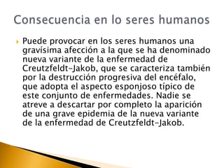    Puede provocar en los seres humanos una
    gravísima afección a la que se ha denominado
    nueva variante de la enfermedad de
    Creutzfeldt-Jakob, que se caracteriza también
    por la destrucción progresiva del encéfalo,
    que adopta el aspecto esponjoso típico de
    este conjunto de enfermedades. Nadie se
    atreve a descartar por completo la aparición
    de una grave epidemia de la nueva variante
    de la enfermedad de Creutzfeldt-Jakob.
 