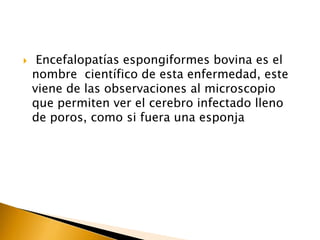     Encefalopatías espongiformes bovina es el
    nombre científico de esta enfermedad, este
    viene de las observaciones al microscopio
    que permiten ver el cerebro infectado lleno
    de poros, como si fuera una esponja
 