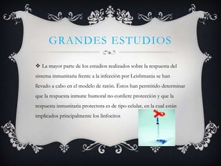 GRANDES ESTUDIOS

 La mayor parte de los estudios realizados sobre la respuesta del
sistema inmunitaria frente a la infección por Leishmania se han
llevado a cabo en el modelo de ratón. Éstos han permitido determinar
que la respuesta inmune humoral no confiere protección y que la
respuesta inmunitaria protectora es de tipo celular, en la cual están
implicados principalmente los linfocitos
 