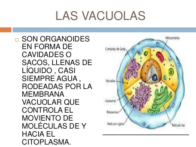 Las vacuolas