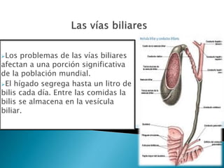 Los problemas de las vías biliares
afectan a una porción significativa
de la población mundial.
El hígado segrega hasta un litro de
bilis cada día. Entre las comidas la
bilis se almacena en la vesícula
biliar.
 