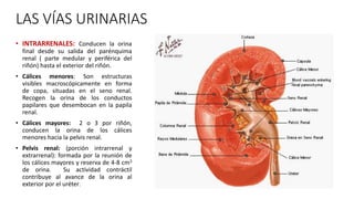 LAS VÍAS URINARIAS
• INTRARRENALES: Conducen la orina
final desde su salida del parénquima
renal ( parte medular y periférica del
riñón) hasta el exterior del riñón.
• Cálices menores: Son estructuras
visibles macroscópicamente en forma
de copa, situadas en el seno renal.
Recogen la orina de los conductos
papilares que desembocan en la papila
renal.
• Cálices mayores: 2 o 3 por riñón,
conducen la orina de los cálices
menores hacia la pelvis renal.
• Pelvis renal: (porción intrarrenal y
extrarrenal): formada por la reunión de
los cálices mayores y reserva de 4-8 cm3
de orina. Su actividad contráctil
contribuye al avance de la orina al
exterior por el uréter.
 