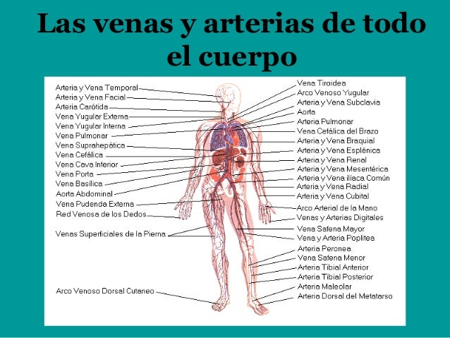 Cual es la arteria principal del cuerpo humano