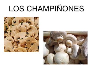 LOS CHAMPIÑONES 