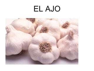 EL AJO 