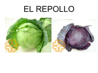 EL REPOLLO 