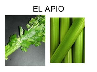 EL APIO 