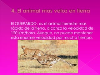 El GUEPARDO, es el animal terrestre mas
rápido de la tierra, alcanza la velocidad de
120 Km/hora. Aunque, no puede mantener
esta enorme velocidad por mucho tiempo.

 