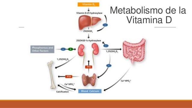 La gente también piden metabolismo de los lipidos resumen